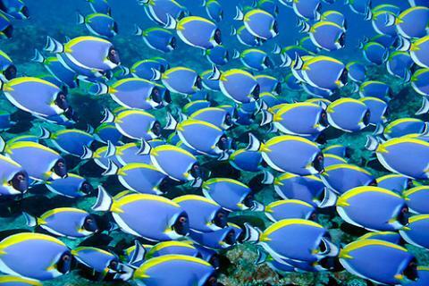 fishschool
